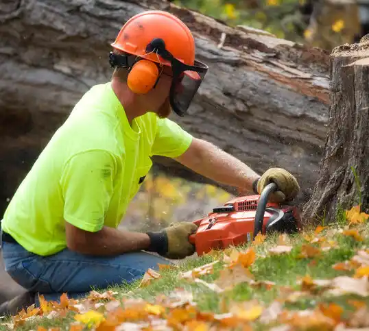 tree services Spring Ridge